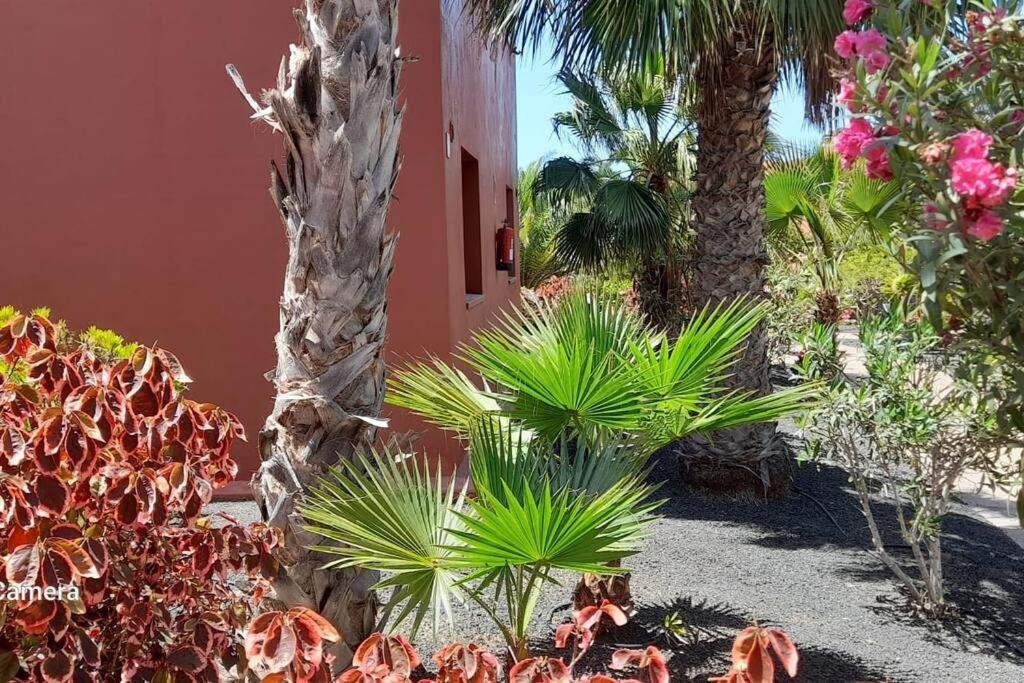 Apartment Cumbre Vieja Fuerteventura Corralejo Exterior photo